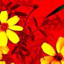 免费ddos在线攻击